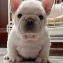 넥서스켄넬 이미지