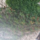 하가막마을 이미지