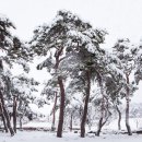 지천솔밭 이미지