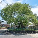 의성마늘테마파크 이미지