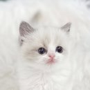 블리독 위례점 고양이강아지분양 말티푸 비숑 포메라니안 | 렉돌고양이분양 초보 집사도 키우기 편한 개냥이 입양