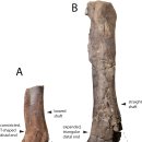 베르소B | 거대 공룡 정강이뼈가 티라노사우루스 렉스 기원을 밝혀낼 수도