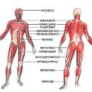 헬스보이짐대전 이미지