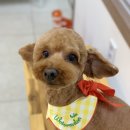 오늘은 특별하개 이미지