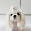 양지가축동물병원 이미지