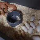 알비노랩 이미지