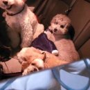 강아지 마법사 골드맘 이미지