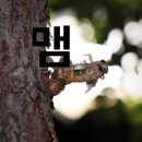 하쿠나 마타타