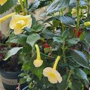 세모당구장 이미지