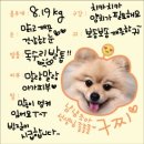 펫라운지 애견미용 애견호텔 이미지