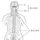 신경계는 말초 신경계와 중추 신경계로 나뉜다. 이미지