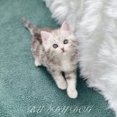 버디독 고양이분양 강아지분양 안심분양센터 인천점 이미지