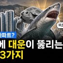 부산과 상어 이미지