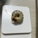 포텐슈 이미지