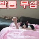 내 발톱 무섭지!!My toenails are scary! 이미지