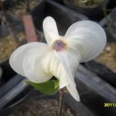 클라우드 나인 이미지