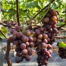 둔덕농장2 이미지