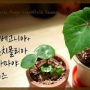 베고니아 콘치폴리아&amp;마큘라타 이미지