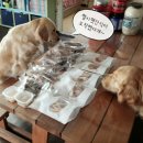 헬시펫 | 건강한 수제간식 헬시펫 구매후기