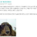 약초동물병원 이미지