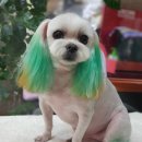 윤퍼피살롱 이미지