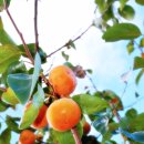 토룡농장 이미지