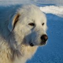 그레이트 이미지