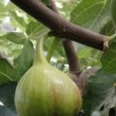 무화과나무 이미지