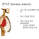 전거근 ( serratus anterior ) 이미지