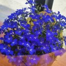 풍국면 광주학동점 이미지