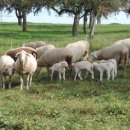 가평 양떼목장 이미지