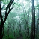 안개숲 이미지