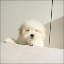 유어라운지 네이버블로그