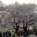천연염색머리방 Daum카페