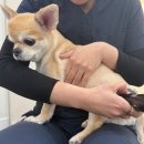 우리한방병원 | [센텀 재활동물병원]우리 강아지 믿고 맡기는 윤은채재활한방병원 리얼후기(#내돈내산)