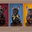 헬로우 독 이미지