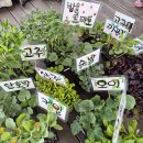 🌱옥상텃밭에 모종을 심어요🌱 이미지