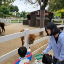 꼬꼬닭하우스 | 안성팜랜드 동물체험, 퍼레이드, 핑크뮬리 주말후기
