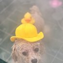 아꼬아 펫 살롱 이미지