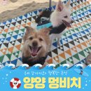 비치스토리 - 보령시 고잠2길 8-26 | 2026 양양 멍비치 내돈내산 예약 후기, 강아지와 첫 바다 수영 꿀팁 총정리