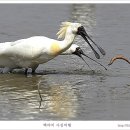 저어새 이미지