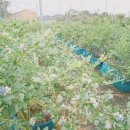 토우 농장 이미지