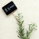 똑똑한 주부의 공간별 허브생활백과, 팔방미인, 로즈메리(Rosemary) 이미지