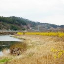 개나리길 이미지