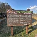 제주 매화 개화시기 이중섭거리 미술관 제주도 서귀포시 가볼만한곳 이미지