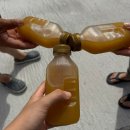 두꺼비로70번길(2-165) | 울릉도에서 먹은 거 모음 | 울릉도 물가체험 롯데리아 노랑통닭