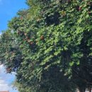 하천리-4 이미지