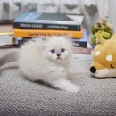 대구고양이분양 나비캣 이미지