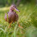 늘푸른청과슈퍼 이미지