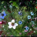 니겔라흑종초, 끈끈이대나물, 우단동자, 사포나리아 나눔(각 30분) 이미지